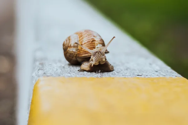 Snail on pavement with blurred background.Selective focus