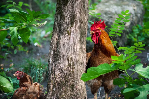 Rooster with hen in the forest