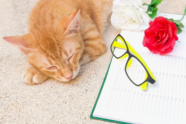 Orange cat sleeping Peaceful near a flower and notebook