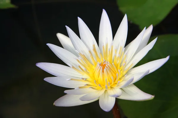Single white yellow lotus flower with green leaves
