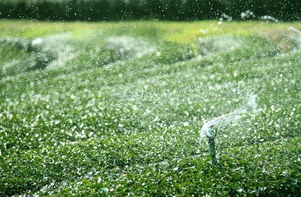 Water irrigation system of green tea field