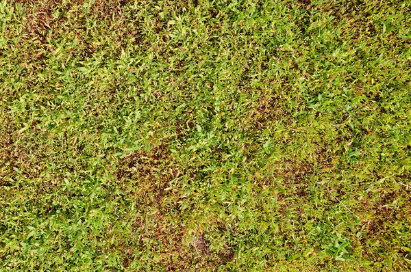 Wall of green leaves in garden as a natural texture.