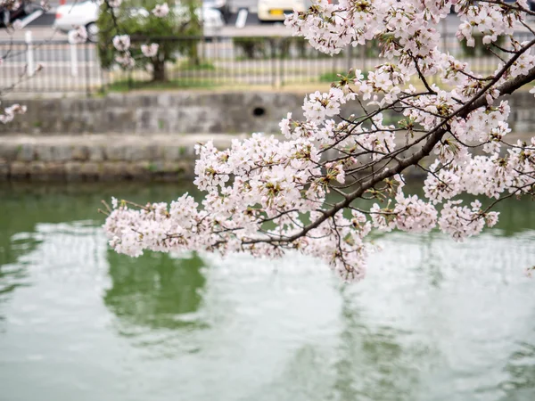 Cherry blossom branches cover on the canal