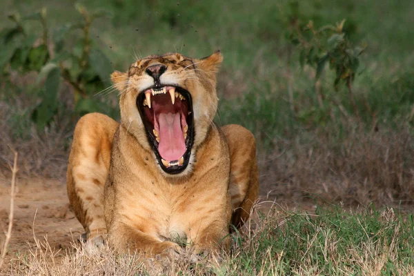 Lion with open mouth