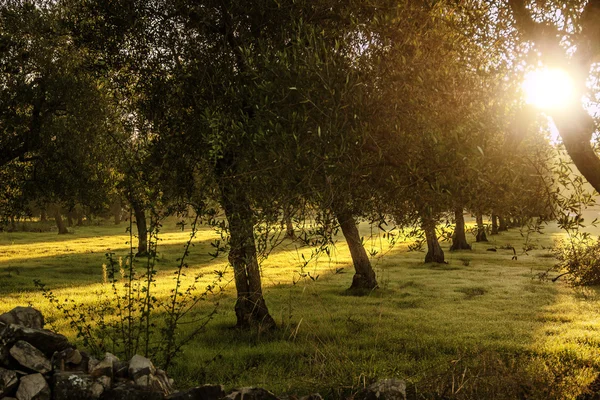 RURAL LANDSCAPE .Row of olive trees at dawn.-ITALY (Apulia)-