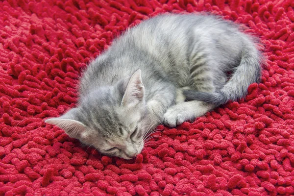 Gray domestic kitten sleeping on red carpet, animal background