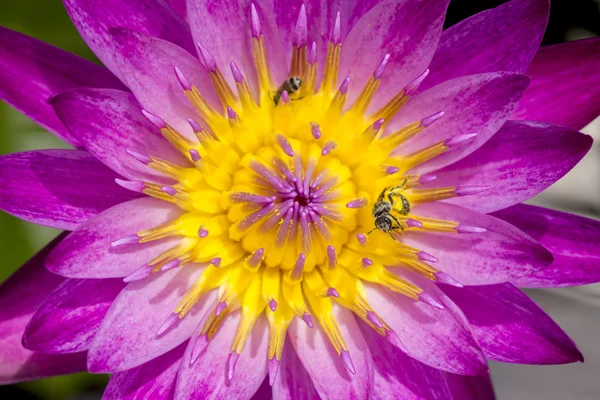 Red water lily and yellow pollen at the middle with bee insects, flower background