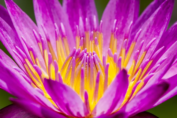 Red water lily with yellow pollen close up , flower background