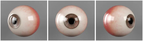 Realistic human eyeballs brown iris pupil