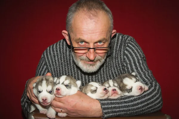 Old man with a beard and glasses. Breeder holds a puppy. Five purebred Siberian Husky puppies.