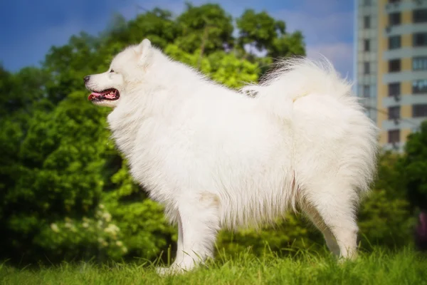 Portrait of Samoyed closeup. Sled dogs. Dog lying on the lawn.