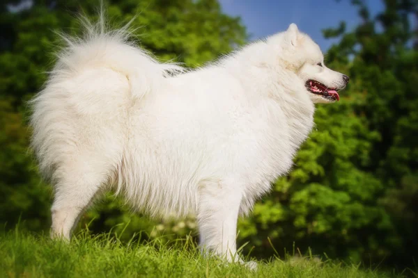 Portrait of Samoyed closeup. Sled dogs. Dog lying on the lawn.