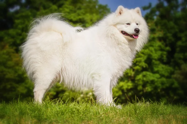 Portrait of Samoyed closeup. Sled dogs. Dog lying on the lawn.