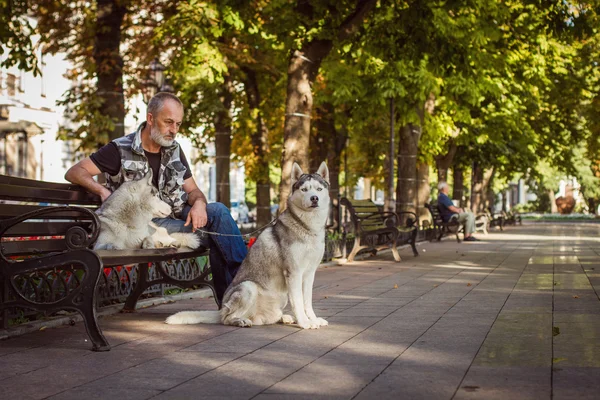 Old man sitting on a bench. The bearded man. Walking the dog. Dog sit beside his master. Siberian Husky.