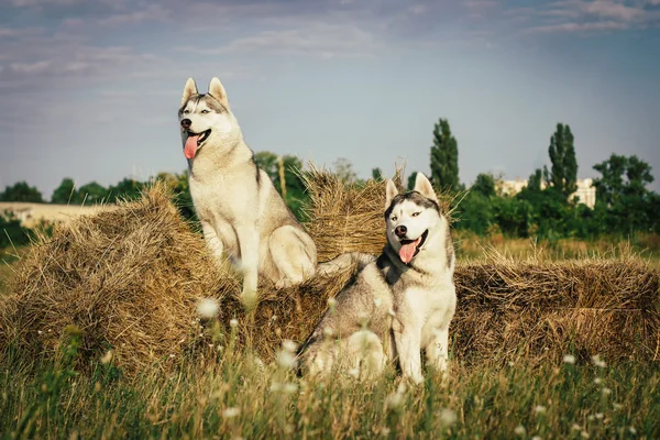 Portrait of a dog on the background of haystacks in rural areas. Siberian Husky with blue eyes.