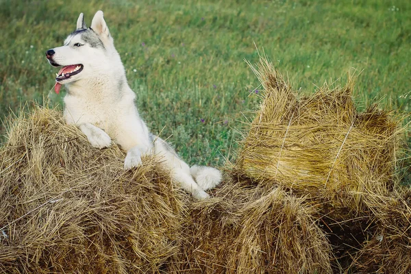 Portrait of a dog on the background of haystacks in rural areas. Siberian Husky with blue eyes.