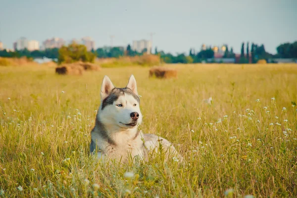 Portrait of a dog on the background of haystacks in rural areas. Siberian Husky with blue eyes.