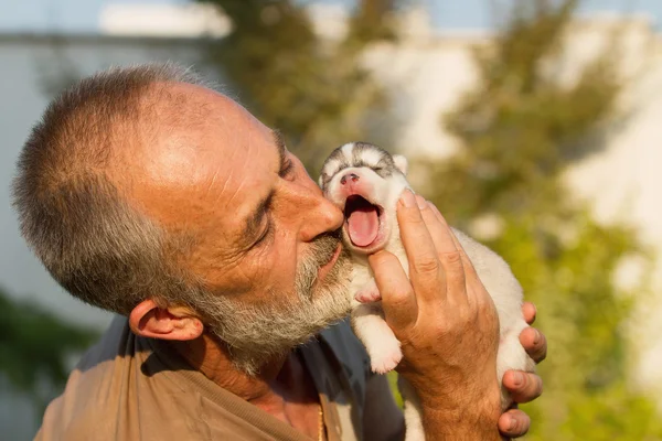 Old man kisses a newborn puppy Huskies.