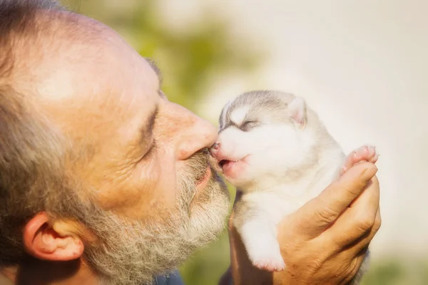 Old man kisses a newborn puppy Huskies.