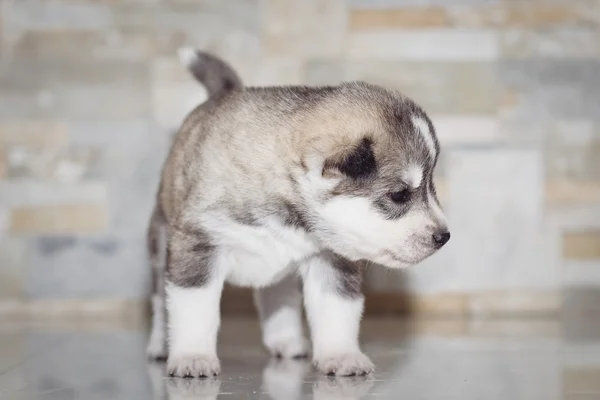 Very little puppy Siberian husky
