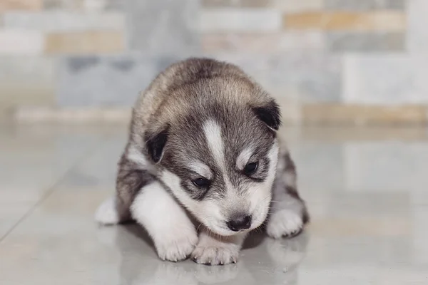 Very little puppy Siberian husky