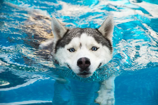 Dog swims in the pool in the summer. Siberian Husky.
