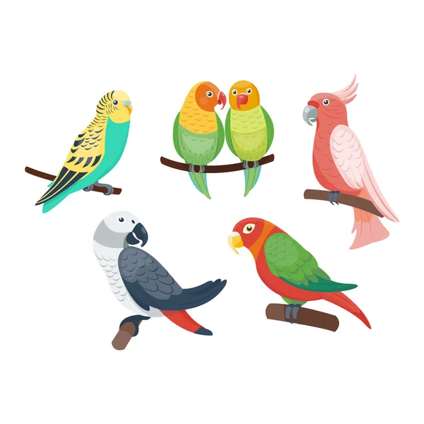 Cartoon parrots set vector