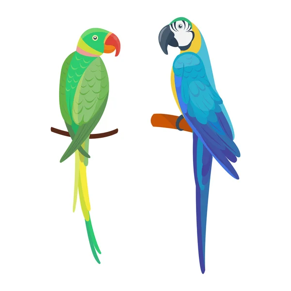 Cartoon parrot vector bird