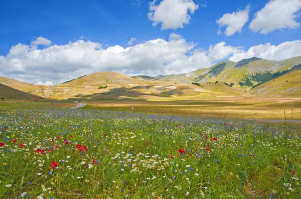 The colors of the lush green plains of Castelluccio