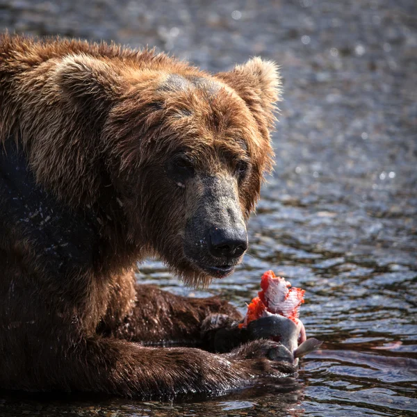 Alaskan Brown Bear Eating Salmon