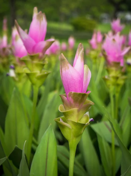Curcuma alismatifolia or Siam tulip or Summer tulip in the garde