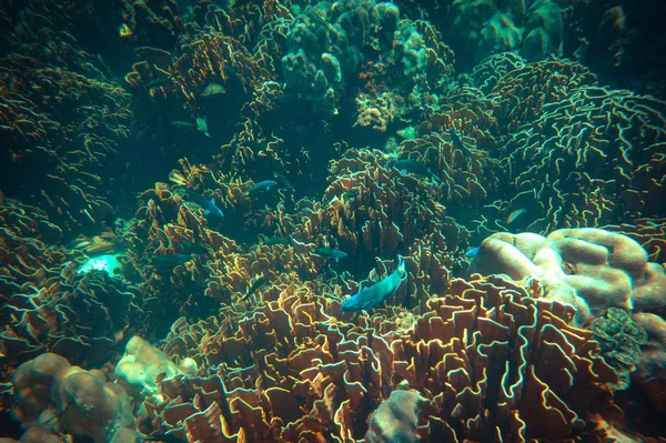Underwater shoot of coral reef,Andaman sea of Thailand