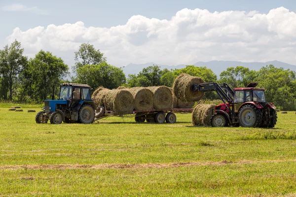 Tractor collecting straw bales