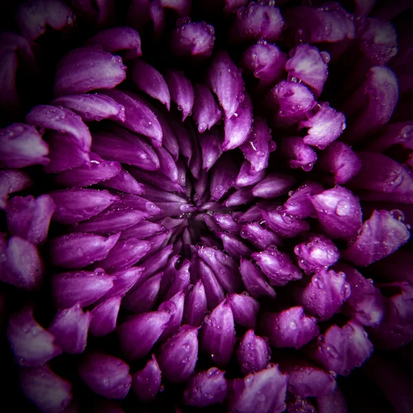 Purple chrysanthemum in raindrops