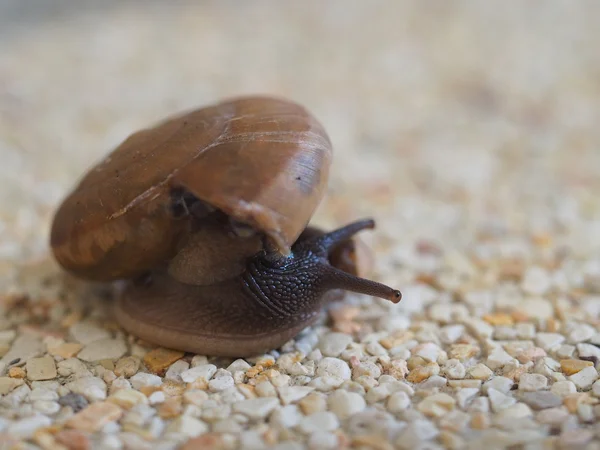 Snail On Gravel Ground