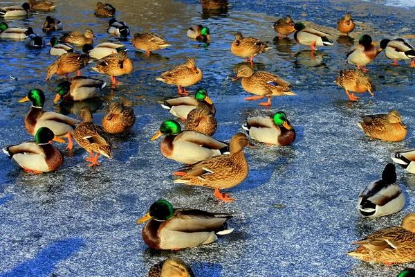 Beautiful ducks sitting and standing on the ice  in winter.
