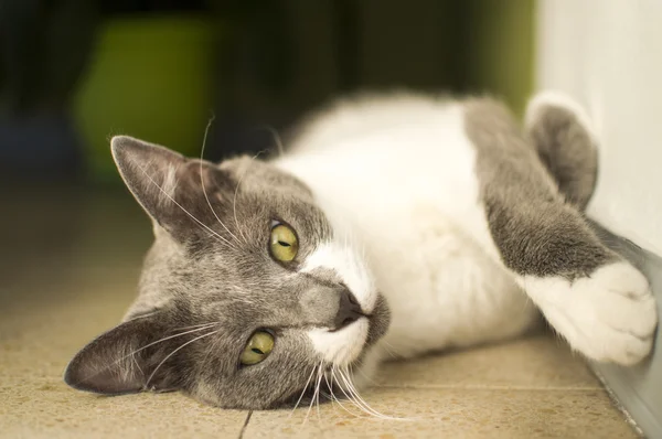 Adult grey cat lying on the floor and looking away
