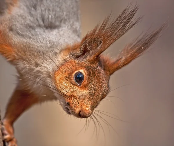 Close up of squirrel
