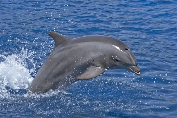 Close-up of jumping dolphin