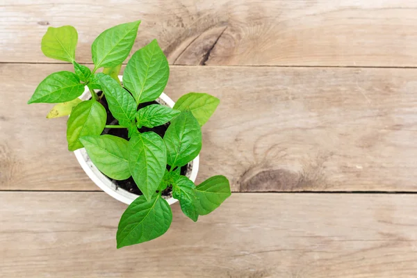 Pepper seedlings in a box