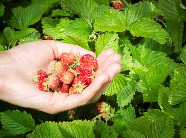 Handful of strawberries in hands