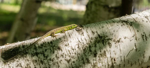 Green lizard on tree in natural environment. Animal and wildlife, wild reptile