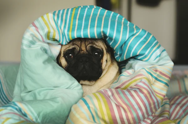 Sleepy sad pug in bed