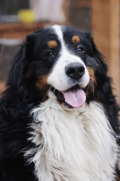 Bernese dog portrait with tongue