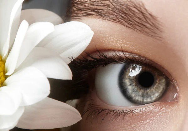 Close-up macro of beautiful female eye with perfect shape eyebrows. Clean skin, fashion naturel make-up. Good vision. Spring natural look with chamomile flowers