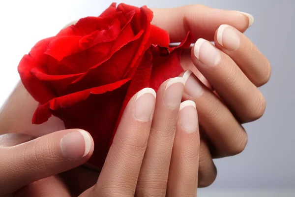 Beautiful female fingers with ideal french manicure touching red rose. Care about female hands, healthy soft skin. Spa & cosmetics. Beauty care. Close-up of beautiful famele fingers with nails polish