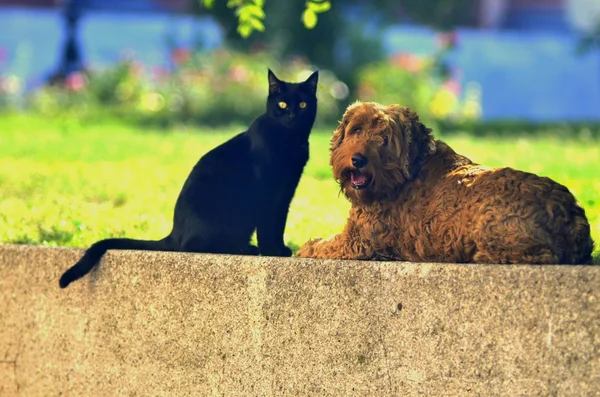 Portrait of black cat and brown fluffy dog