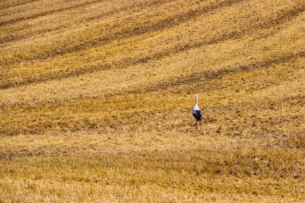 Stork in a field of cut wheat