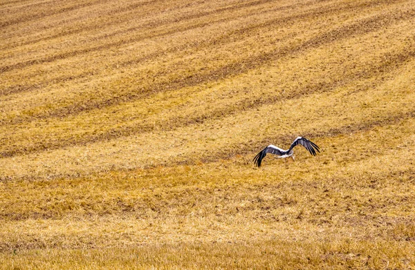 Stork in a field of cut wheat