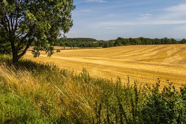 Field of cut wheat and bright blue sky